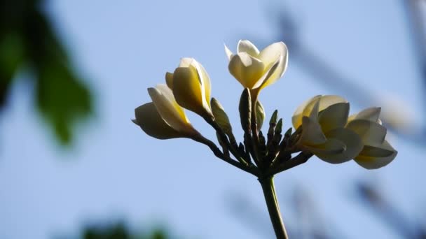 Weiße plumeria rubra im Sonnenschein — Stockvideo