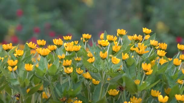 Flor no parque — Vídeo de Stock