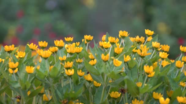 Flor en Parque — Vídeos de Stock