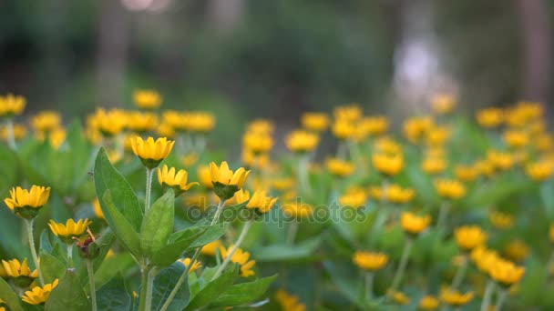 Indiase chrysant bloem — Stockvideo