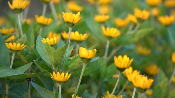 Indian chrysanthemum flower — Stock Video