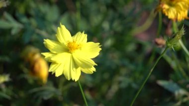 Güneşli sarı krizantem