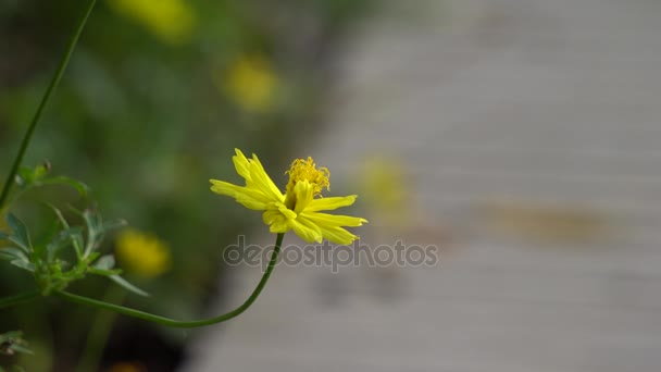Žluté chryzantémy v sunshine — Stock video