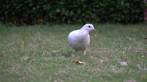 Piccione colomba uccello sul pavimento nel parco giardino — Video Stock