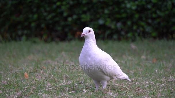 Pigeon dove bird on the floor in garden park — Stock Video