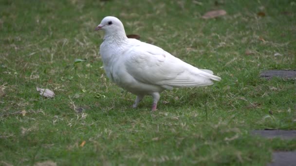 鸽鸽鸟在花园公园的地板上 — 图库视频影像
