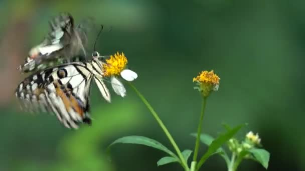 Couple papillon dans le jardin — Video