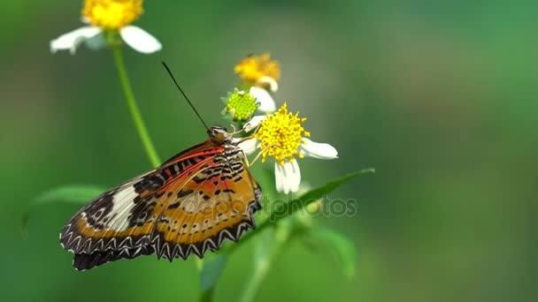 Бабочка с цветами — стоковое видео
