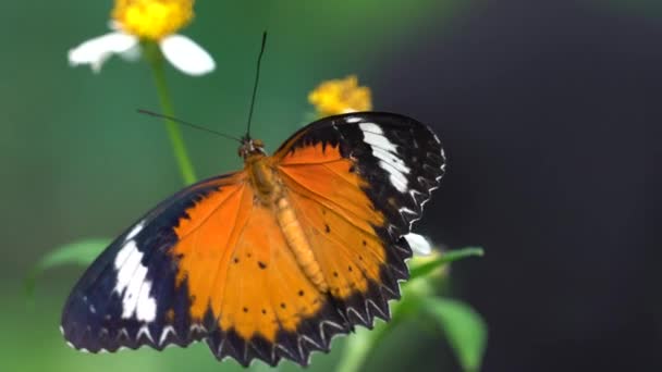 Uma borboleta com flor — Vídeo de Stock