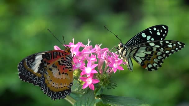 Mariposa y flor — Vídeos de Stock