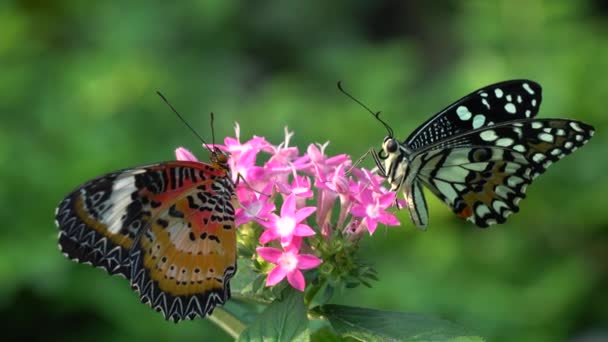 Mariposa y flor — Vídeos de Stock