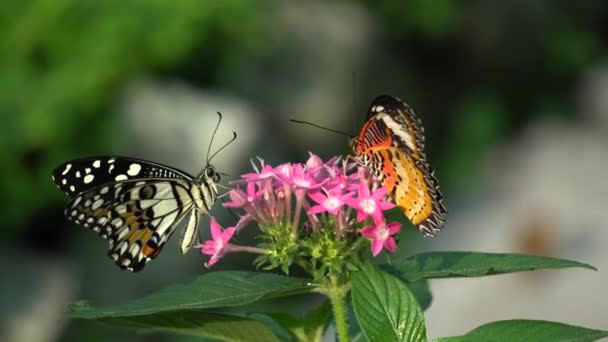 Borboleta e flor — Vídeo de Stock