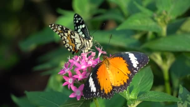 Butterfly and flower — Stock Video