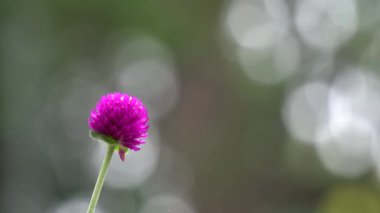 Mor küre amaranth