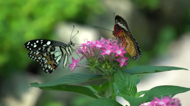Метелик та квітка — стокове відео