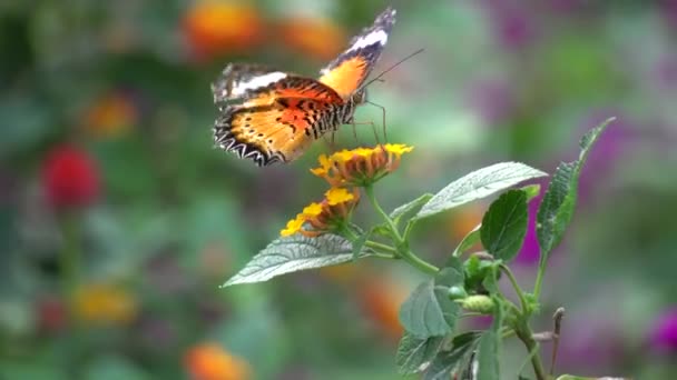 Motýl a květina — Stock video