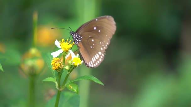 Бабочка и цветок — стоковое видео