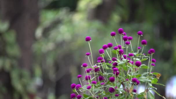 Lila Globe amaranth — Stockvideo