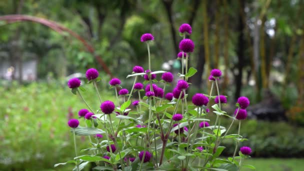 Purple Globe amaranth — Stok Video