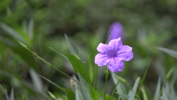 公園内の紫色の花 — ストック動画