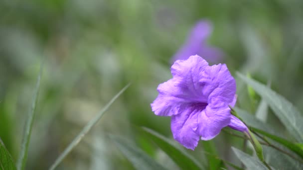 Фиолетовый цветок в парке — стоковое видео