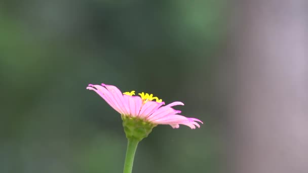 Ціннія квітка в sunshine — стокове відео