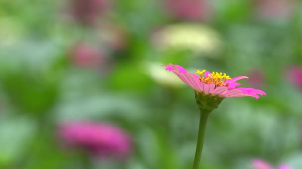 Zinnia bloem in de zon — Stockvideo