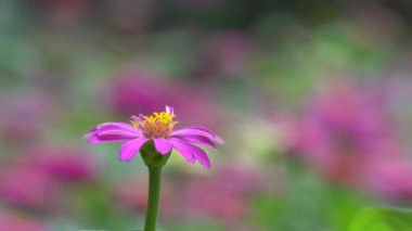 Güneş ışığı Zinnia çiçeği