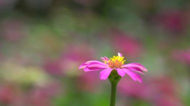 Güneş ışığı Zinnia çiçeği