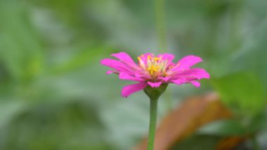 Bir parkta Zinnia çiçeği