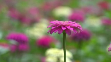 Güneş ışığı Zinnia çiçeği