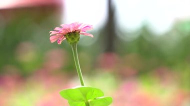 Güneş ışığı Zinnia çiçeği