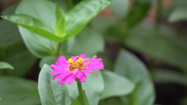 Güneş ışığı Zinnia çiçeği