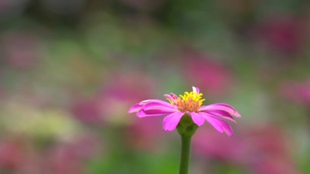 Zinnia blomma i solsken — Stockvideo