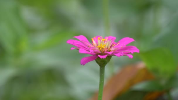 Zinnia bloemen in een park — Stockvideo