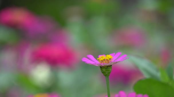 Zinnia fleur dans un parc 