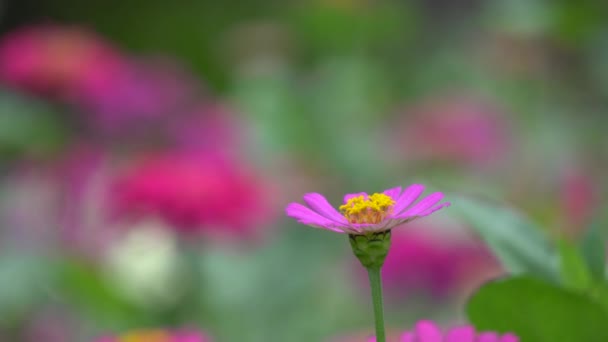 Flor de Zinnia en un parque — Vídeos de Stock