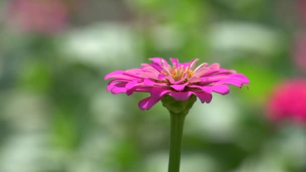 Zinnia Elegans Veya Klasik Zinnia Çiçeği Bahçe Tatlı Arka Planda — Stok video