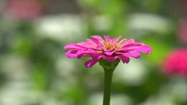 Zinnia Blume in einem Park — Stockvideo