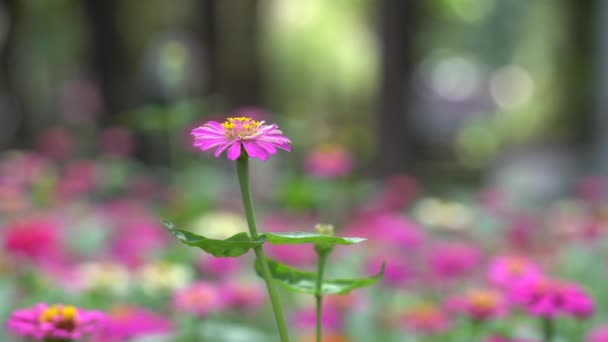 Zinnia flower in a park — Stock Video