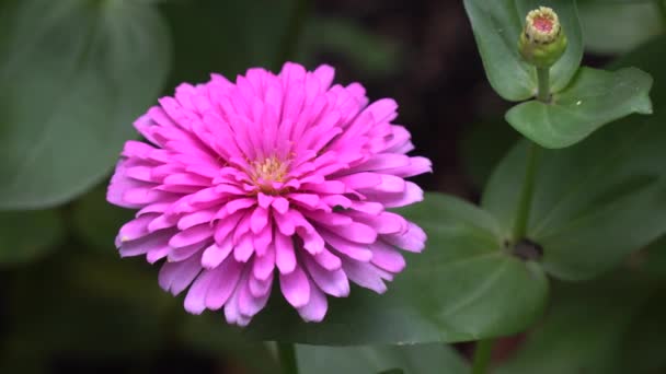 Zinnia flower in sunshine — Stock Video