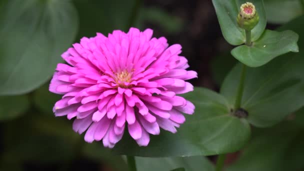 Zinnia blomma i solsken — Stockvideo