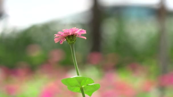 Циннийский цветок на солнце — стоковое видео