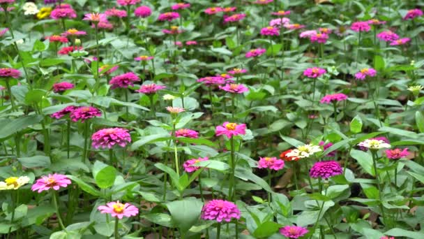 Zinnia flor en el sol — Vídeo de stock