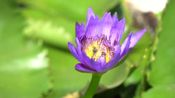 Beautiful waterlily in sunshine — Stock Video