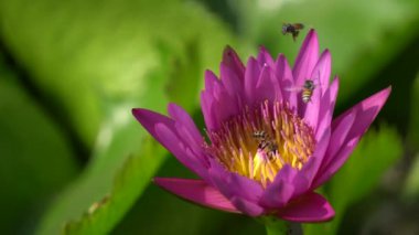 Arı ile güzel bir çiçek