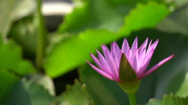 Arı ile güzel bir çiçek