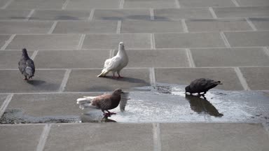 Pigeon kuş bahçesinde