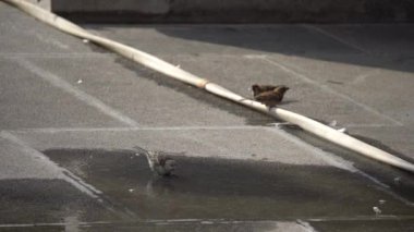 Pigeon kuş bahçesinde