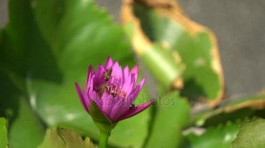 Arı ile güzel bir çiçek